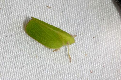 Réf. 307 405 : Acanalonia conica